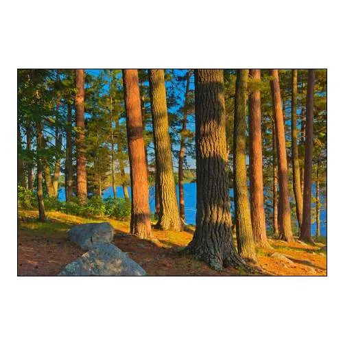 Canada-Ontario Mature White Pines and Red Pines at Sunset