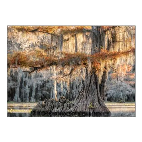 Cypress Magic