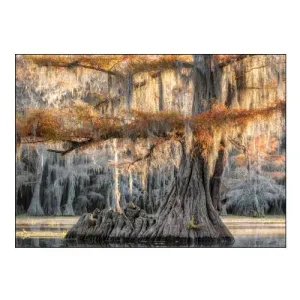 Cypress Magic