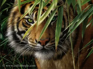 Emerald Forest - Tiger