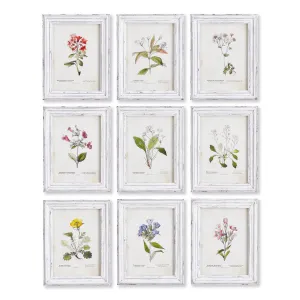 Garden Meadow Study, Set Of 9