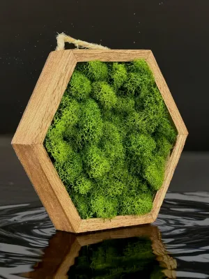 Miniature Wooden Hexagons with Preserved Moss