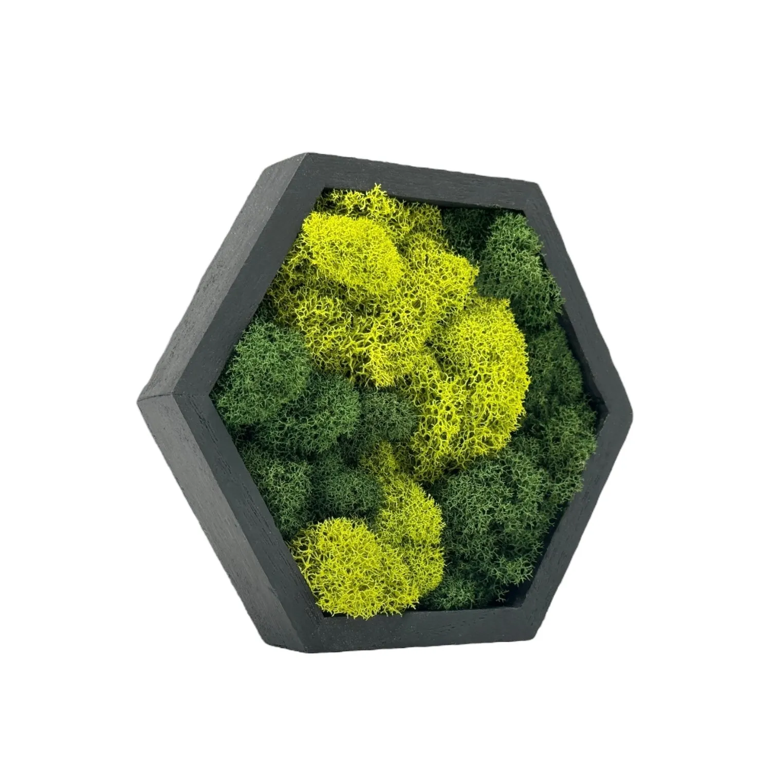 Miniature Wooden Hexagons with Preserved Moss