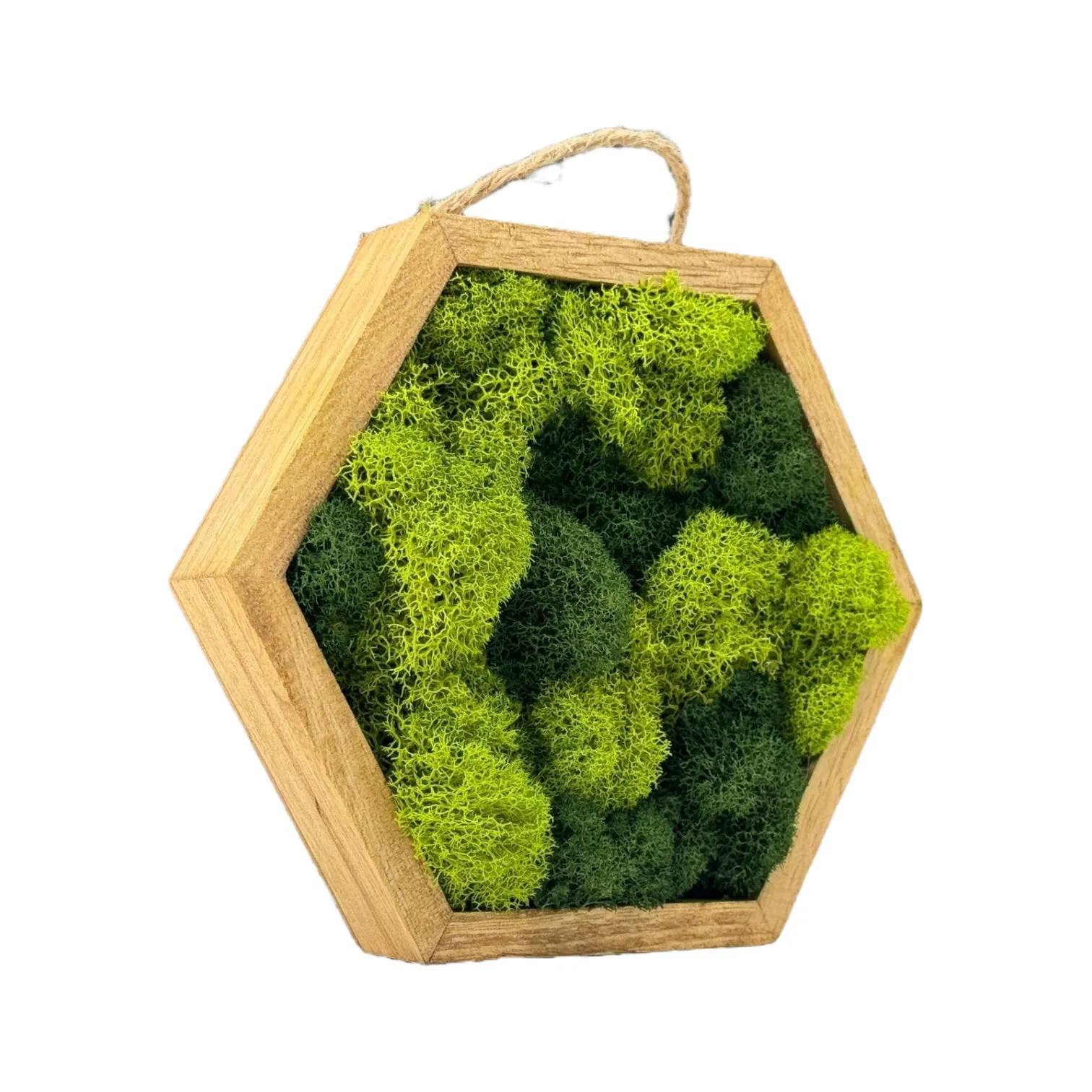 Miniature Wooden Hexagons with Preserved Moss