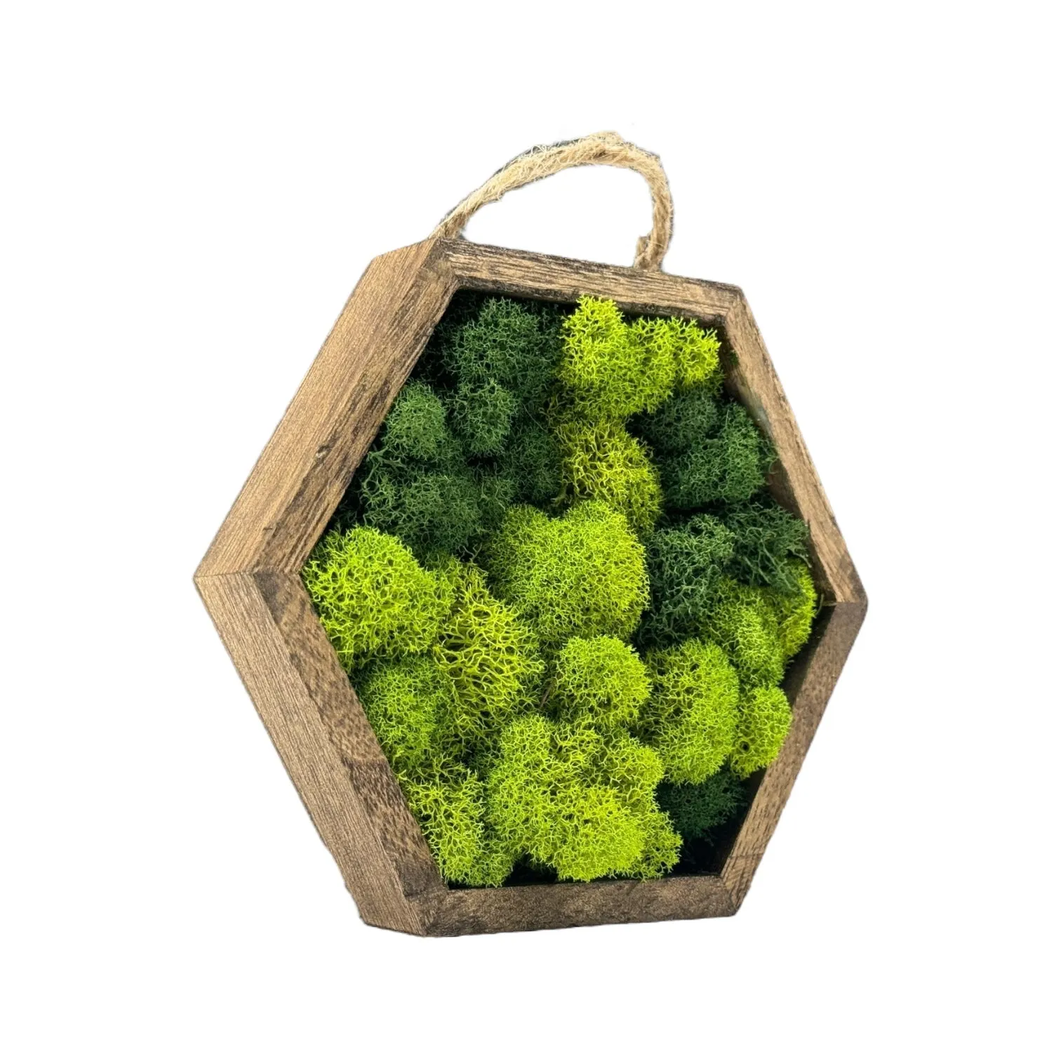 Miniature Wooden Hexagons with Preserved Moss
