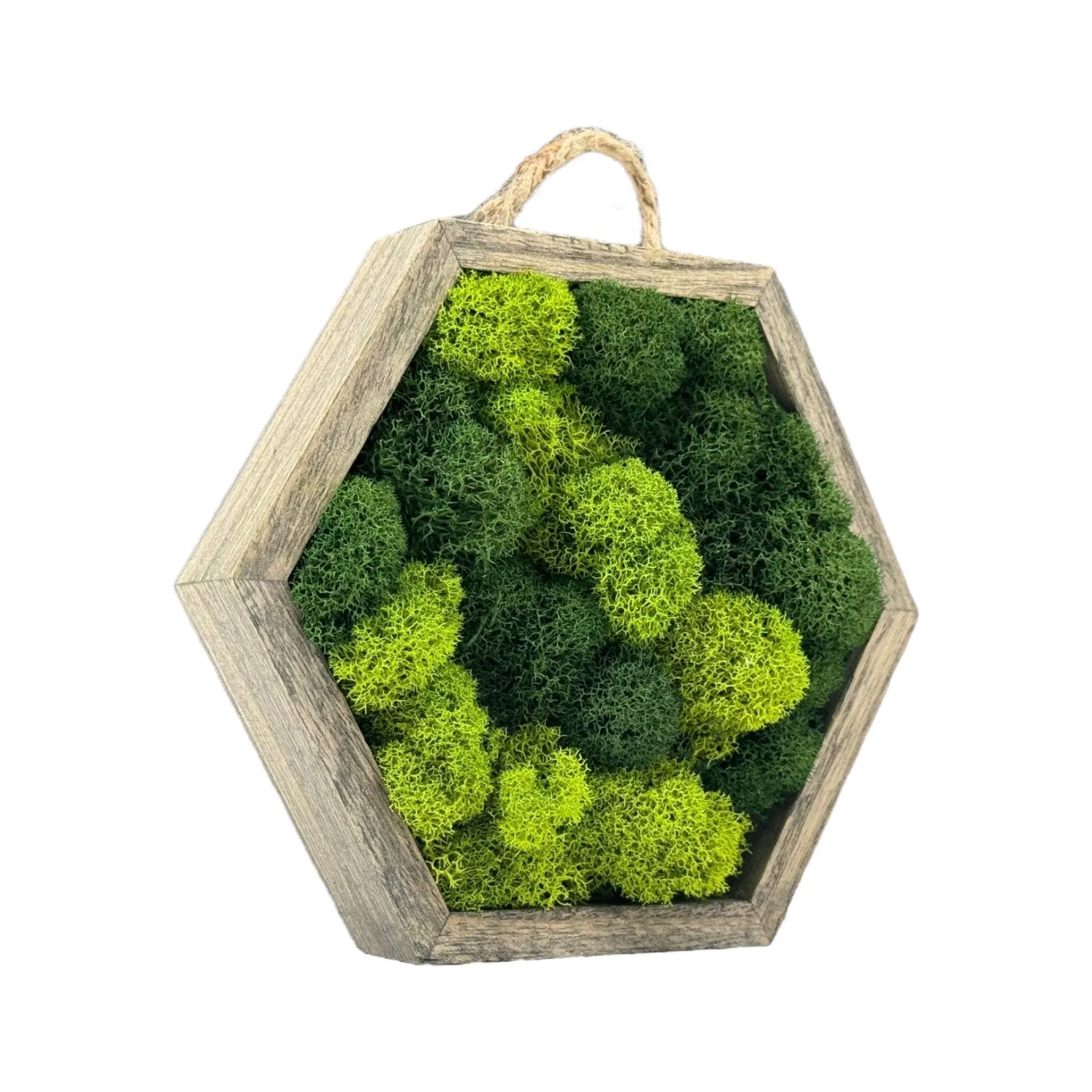 Miniature Wooden Hexagons with Preserved Moss