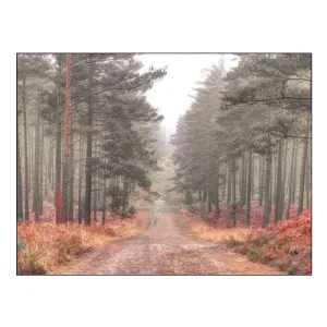 Pathway through Misty Forest