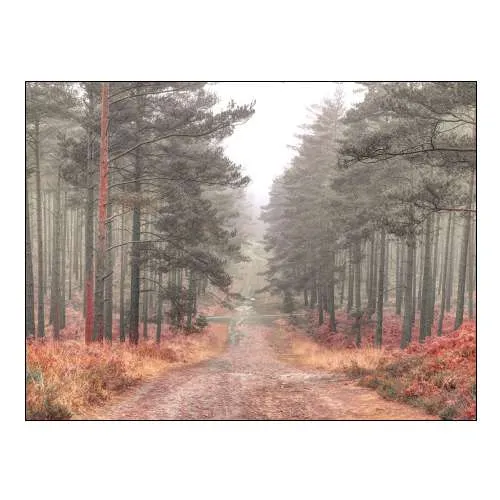 Pathway through Misty Forest