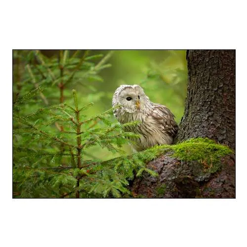 Ural Owl